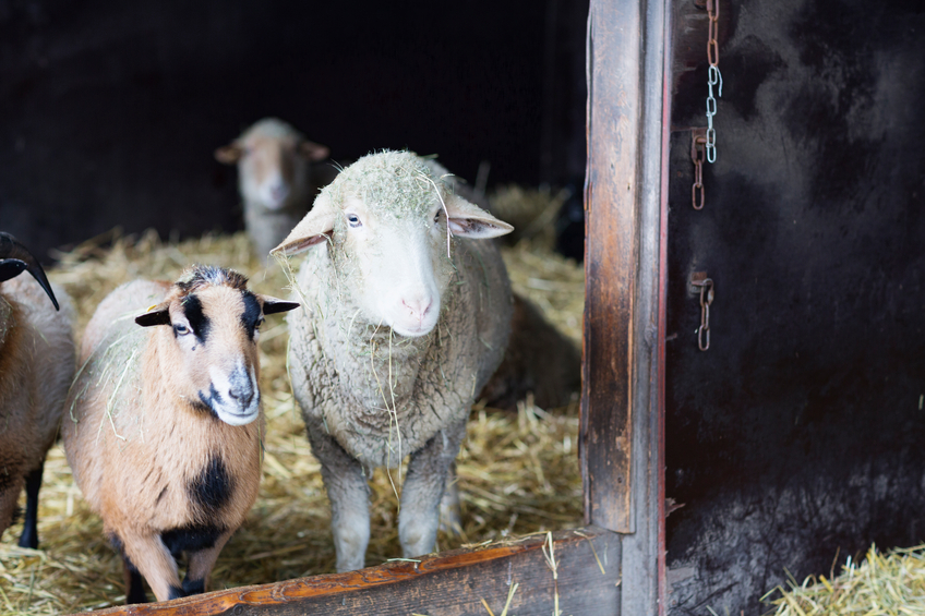 antibiotic-use-in-livestock-feed